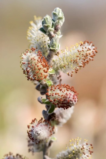 Верба білувата Айсберг Еллі|Salix FE® Iceberg Alley|Ива Айсберг Елли